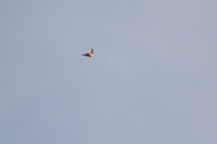 Tachycineta cyaneoviridis