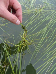 Sparganium gramineum