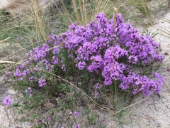 Thymus pallasianus