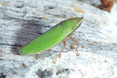 Draeculacephala minerva