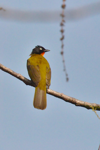 Rubigula gularis