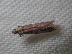 Ephestia woodiella