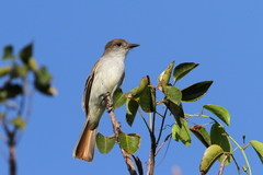 La Sagra's Flycatcher photo 3