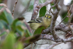 Vireo crassirostris