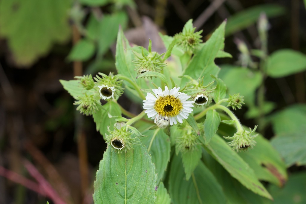Duhaldea nervosa (Duhaldea nervosa)