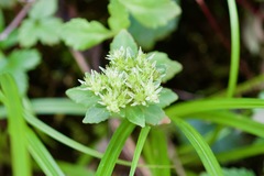 Rhodiola chrysanthemifolia
