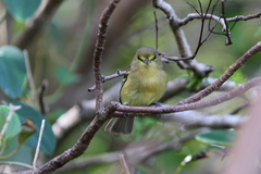 Vireo crassirostris