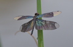 Rhyothemis plutonia