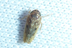 Euscelidius variegatus