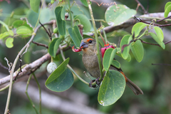 Melopyrrha violacea