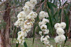 Eucalyptus elata