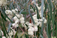 Eucalyptus elata