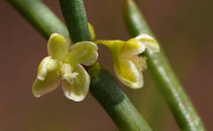 Muehlenbeckia diclina