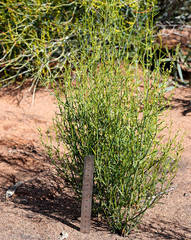 Muehlenbeckia diclina