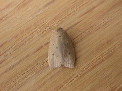 Ironopolia sobriella