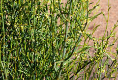 Muehlenbeckia diclina