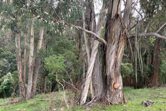 Eucalyptus elata