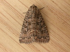 Hypoperigea tonsa
