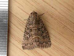 Hypoperigea tonsa