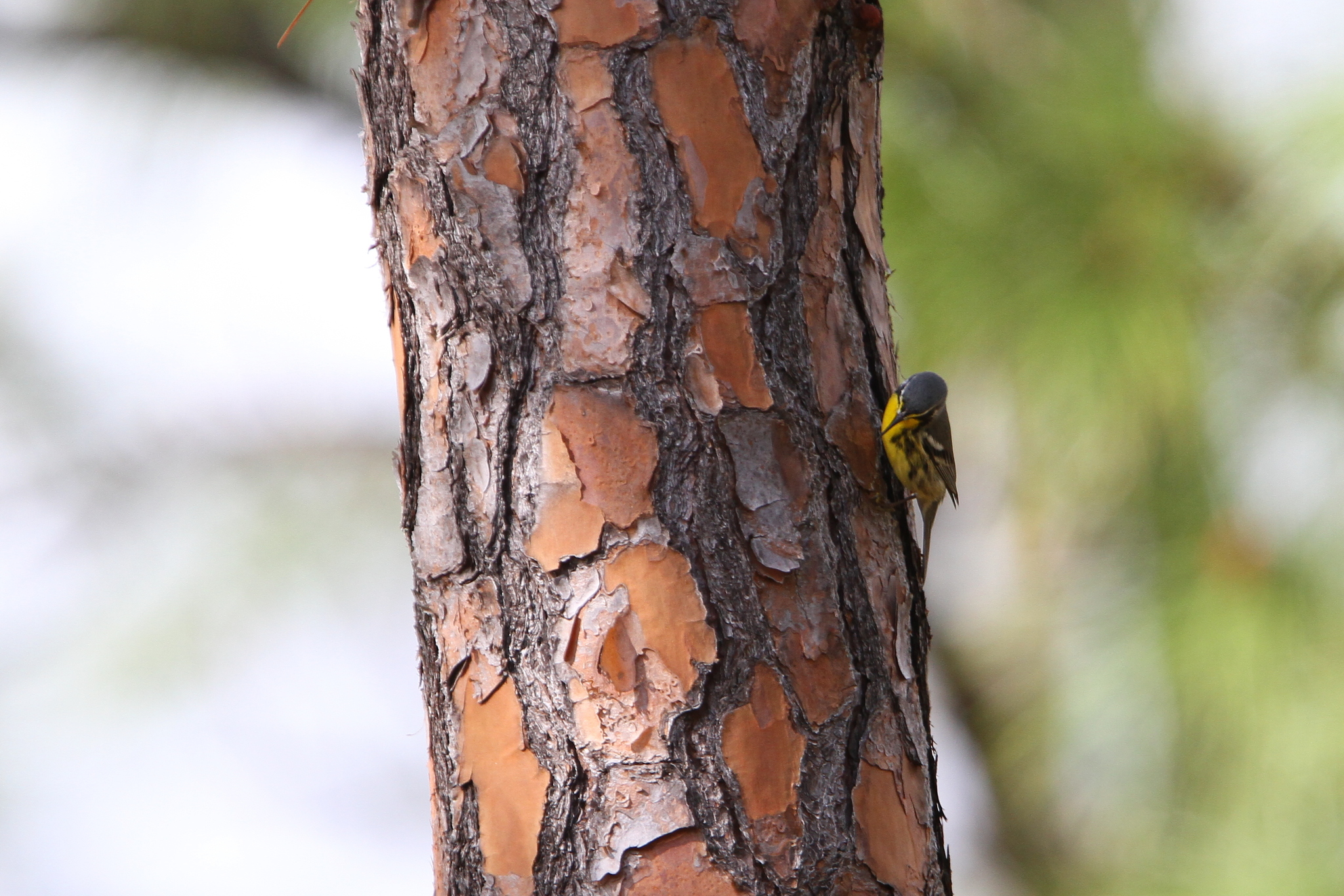Bahama Warbler (Setophaga flavescens), photo 1