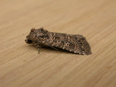 Hypoperigea tonsa