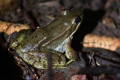 Lithobates pustulosus
