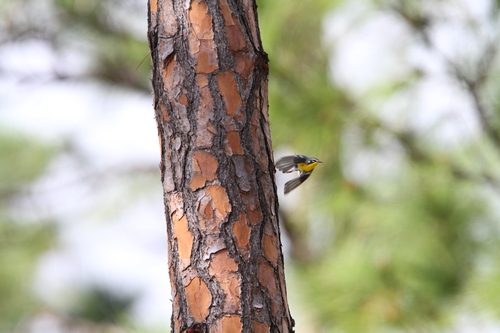 Bahama Warbler (Setophaga flavescens), photo 2