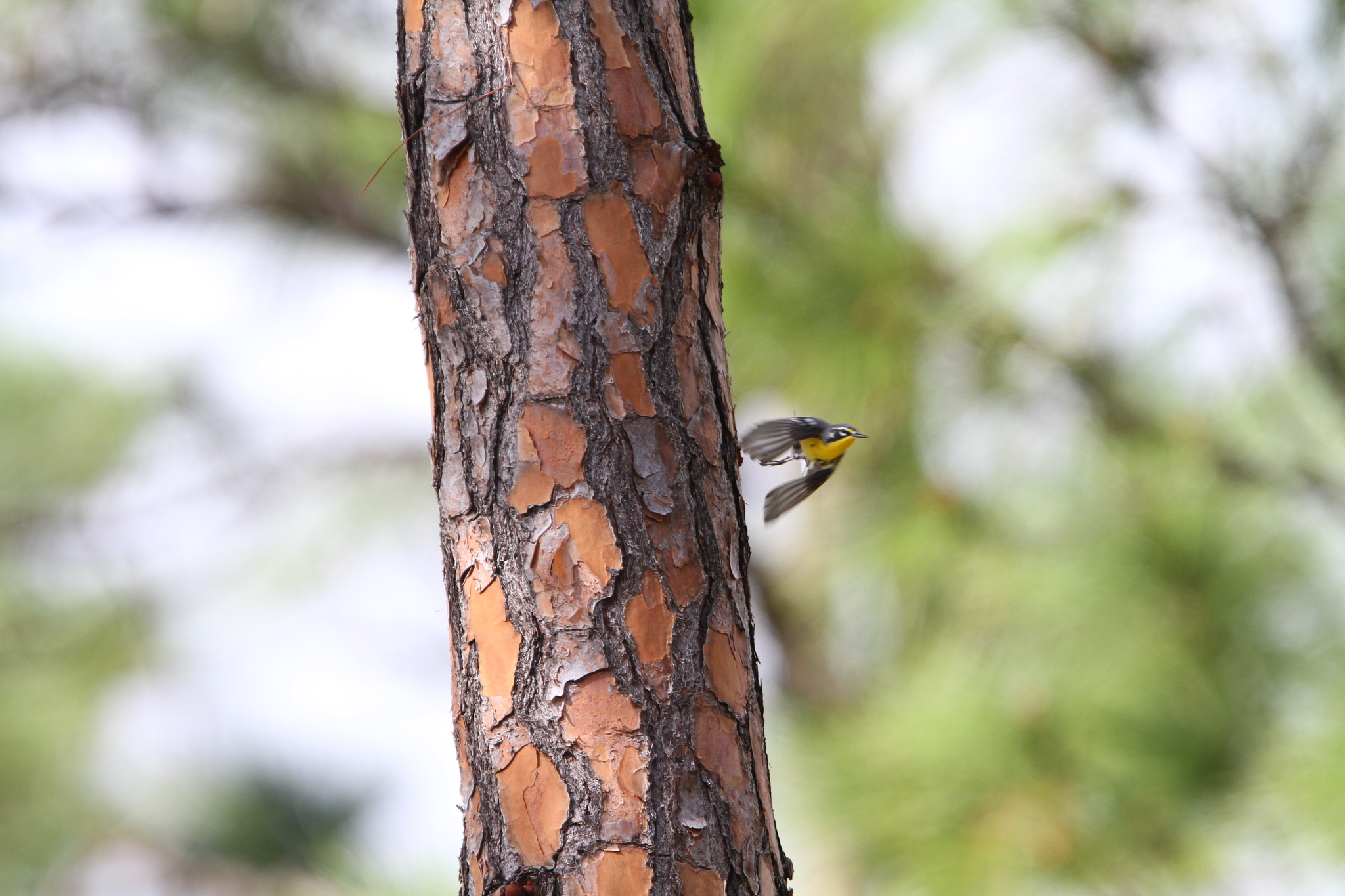 Bahama Warbler (Setophaga flavescens), photo 2