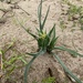 Ornithoglossum viride - Photo (c) Christina, algunos derechos reservados (CC BY), subido por Christina