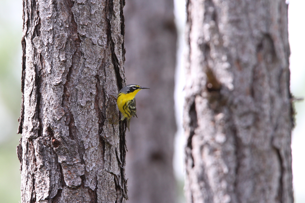 Bahama Warbler