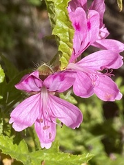 Pelargonium