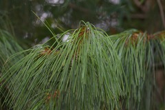 Pinus wallichiana