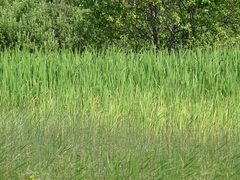 Zizania latifolia