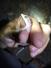 Phyllodactylus nocticolus