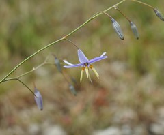 Dianella rara