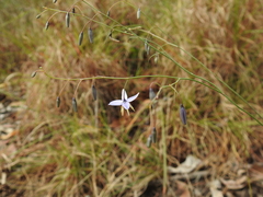 Dianella rara