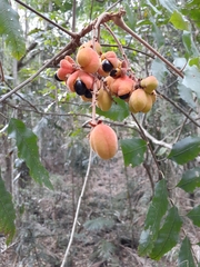 Cupaniopsis newmanii