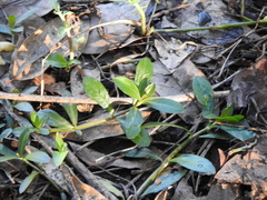 Ludwigia peploides montevidensis