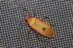 Dysdercus fuscomaculatus