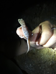 Phyllodactylus nocticolus