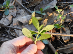Ludwigia peploides montevidensis