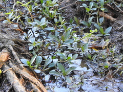 Ludwigia peploides montevidensis