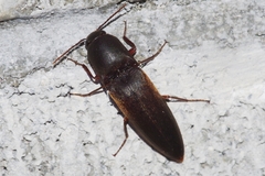 Orthostethus sieboldi