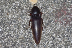 Orthostethus sieboldi