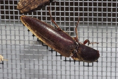 Orthostethus sieboldi