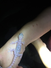 Phyllodactylus nocticolus
