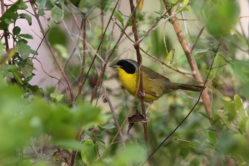 Bahama Yellowthroat (Geothlypis rostrata), photo 3