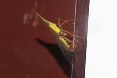 Dictyophara okinawensis