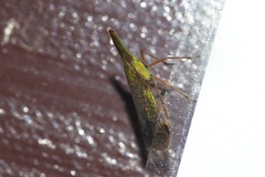 Dictyophara okinawensis