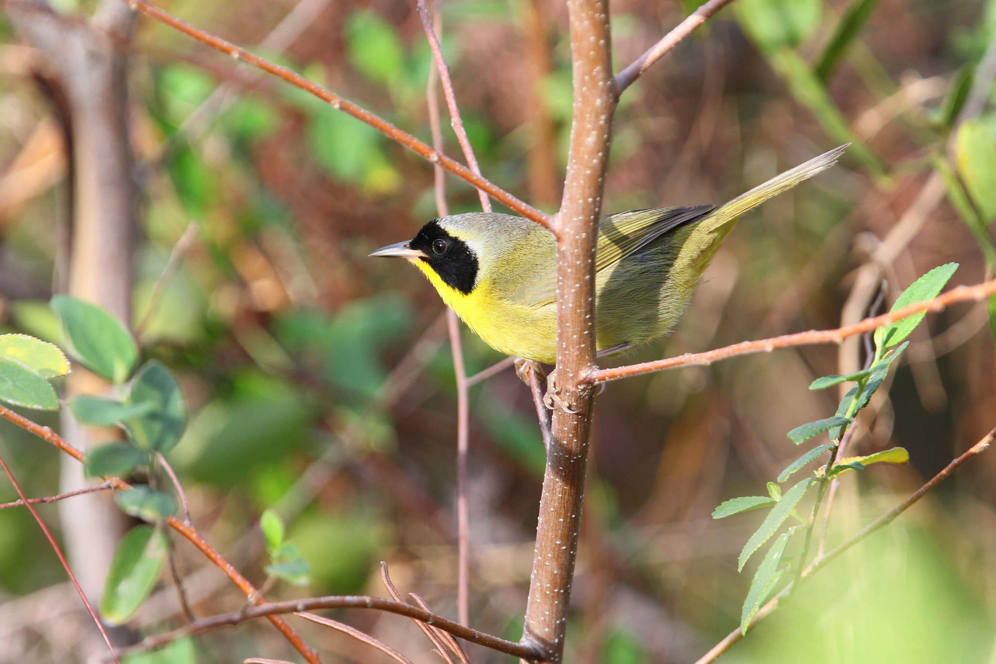 Bahama Yellowthroat (Geothlypis rostrata), photo 4